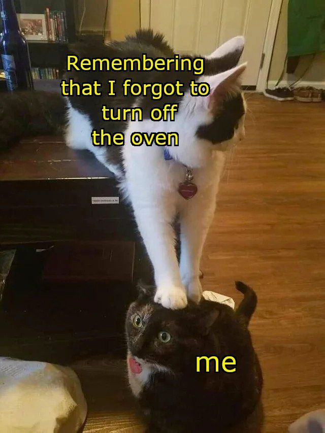 gato