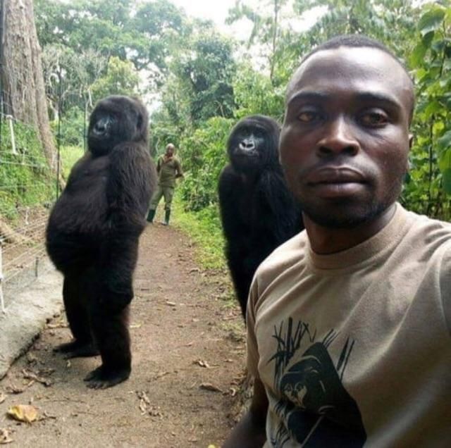 Gorillas posing for groupfies with anti-poaching officers in Congo look like they’re about to drop the hottest beat of the summer