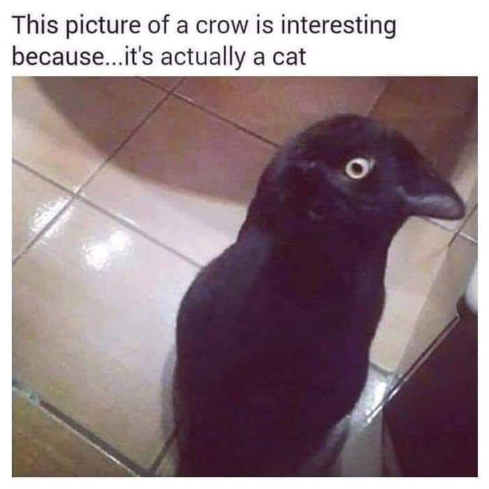 This crow