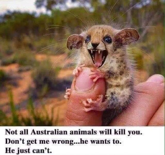 Is Australian killer wildlife still a thing?