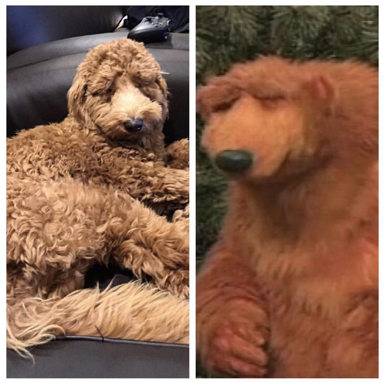 my friend pointed out that my dog looks like Bear in The Big Blue House and now I can’t unsee it