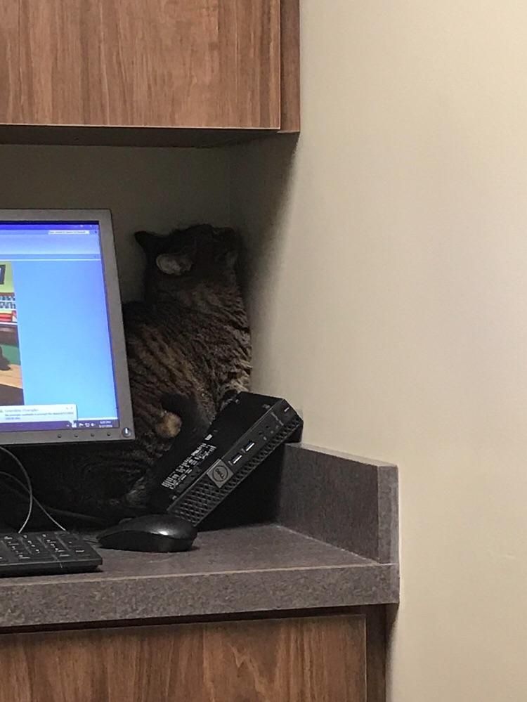 How was the visit to the vet