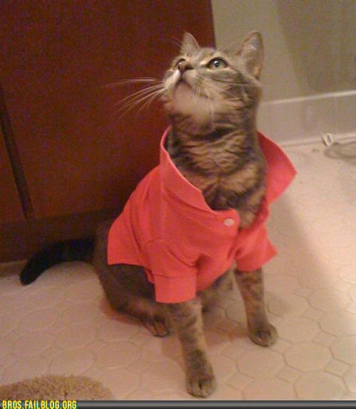 Even cats look douchy with popped collars