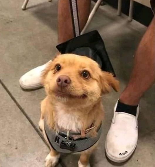 it's like the dog version of that cat