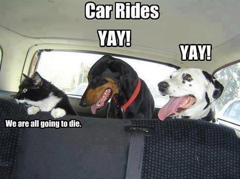 Cats perception of car rides