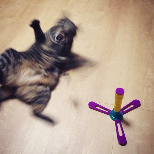 cats