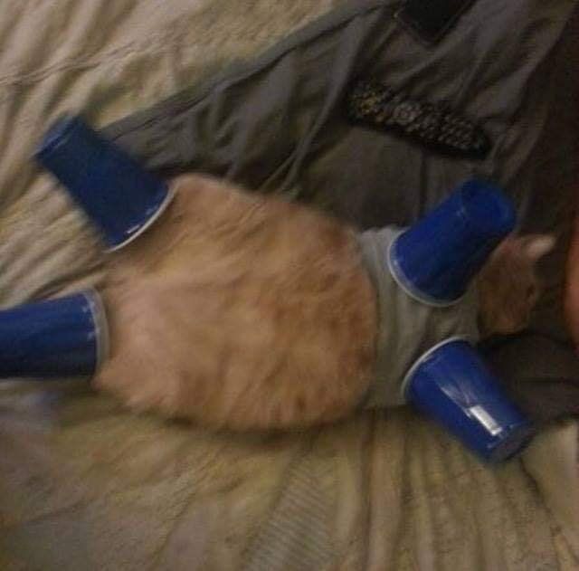 cats