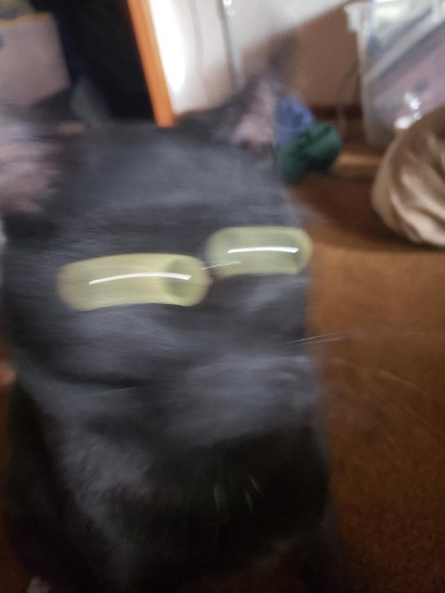cats