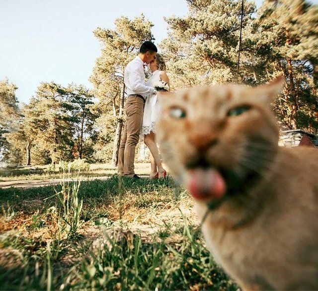 cats