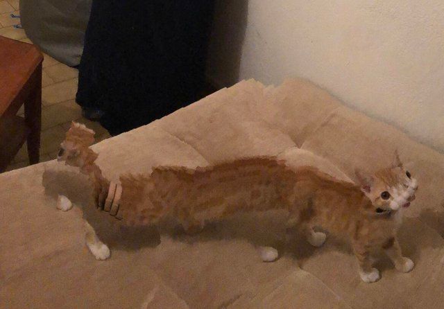 cats