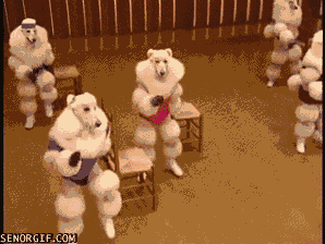 Poodle workout time