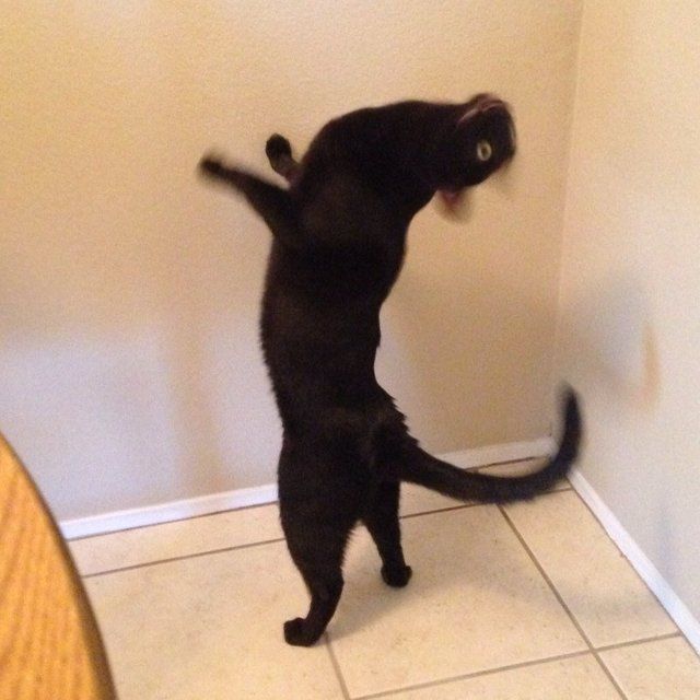 cats