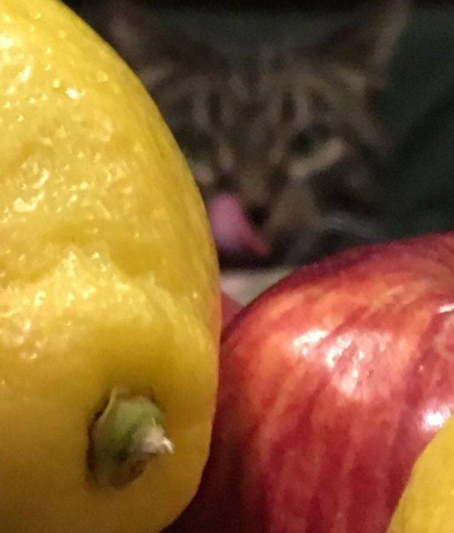 cats