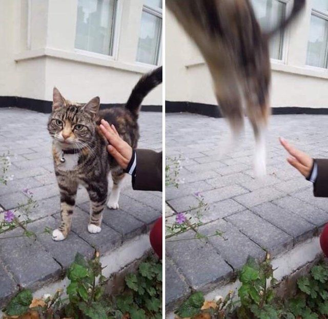 cats