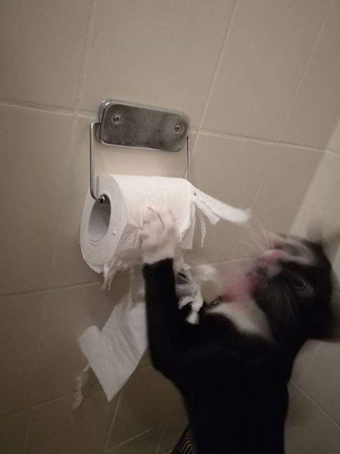 cats