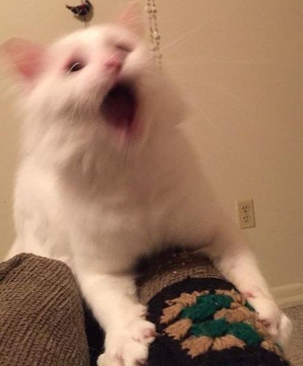 cats