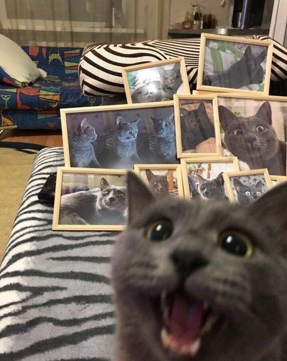 cats