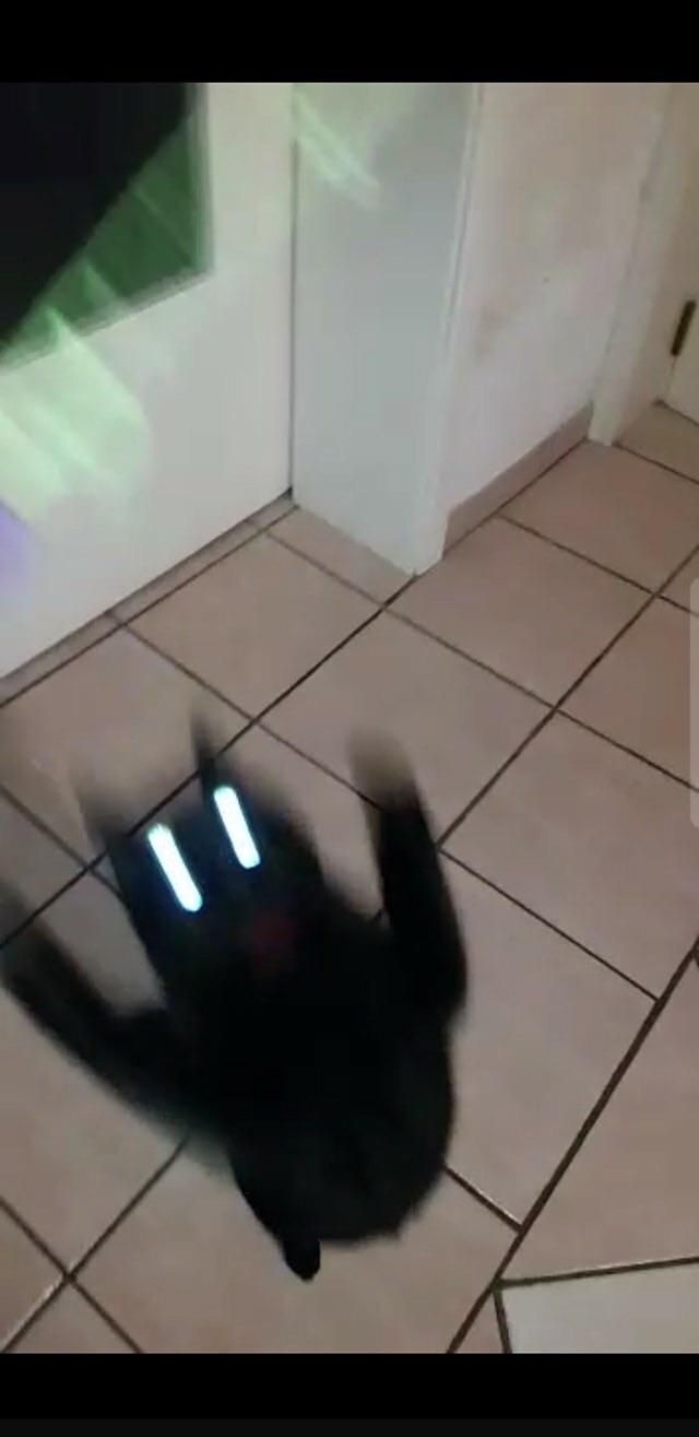 cats
