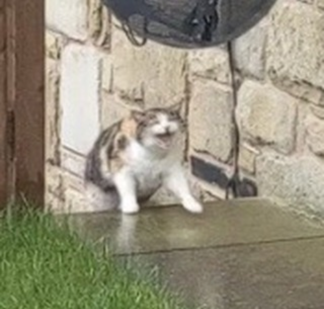 cats