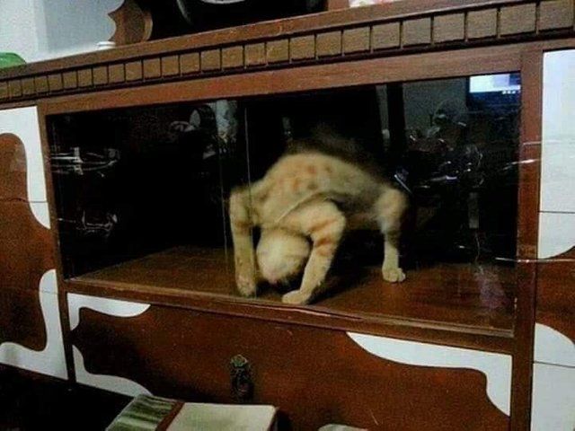 cats