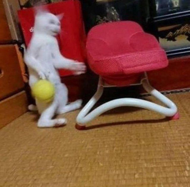 cats