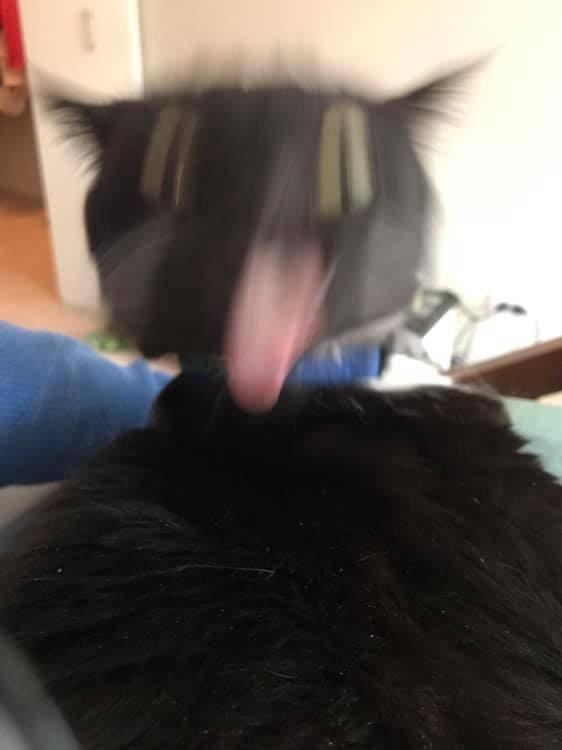 cats
