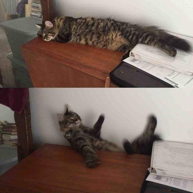 cats