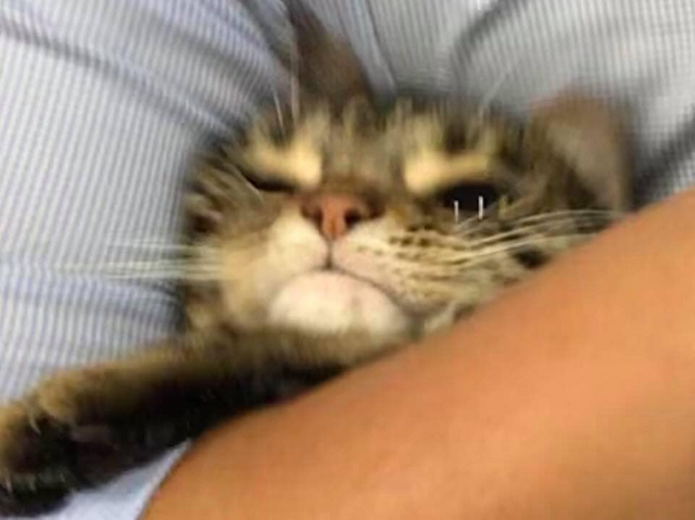 cats