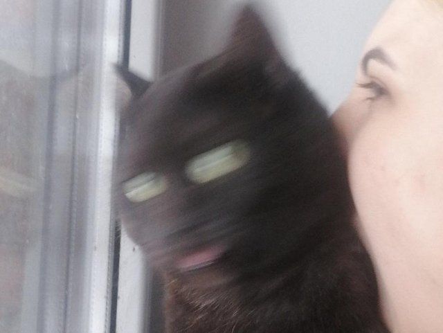 cats