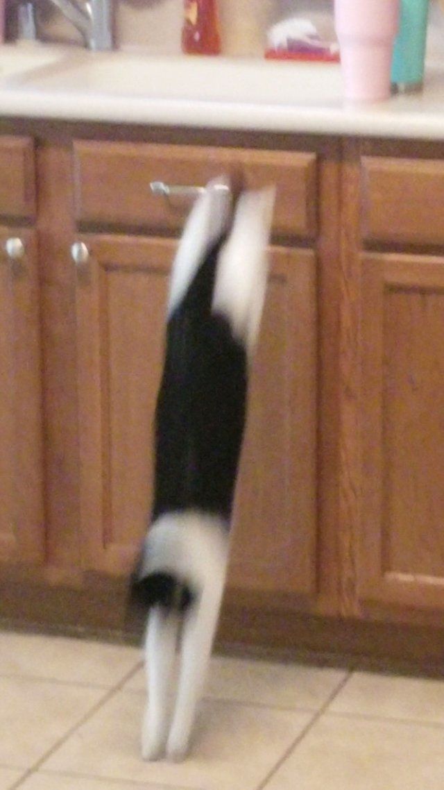 cats