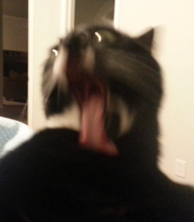 cats