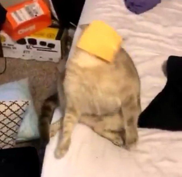 cats