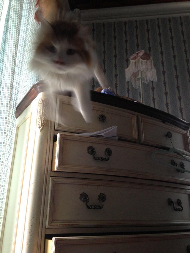 cats