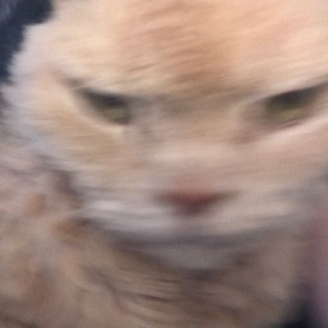 cats