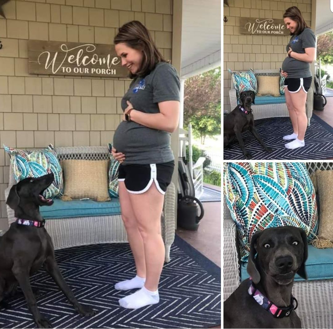 Dog reacts to baby announcement