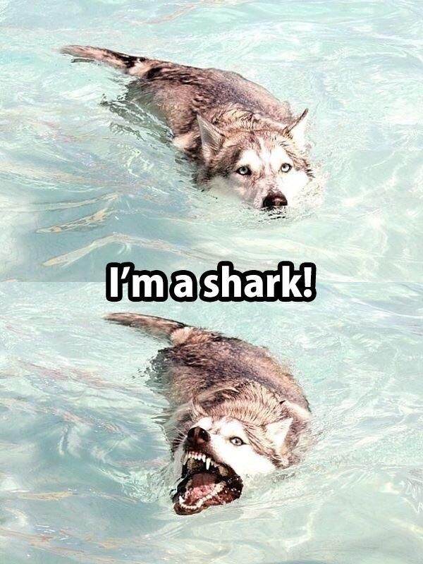 Good Shark