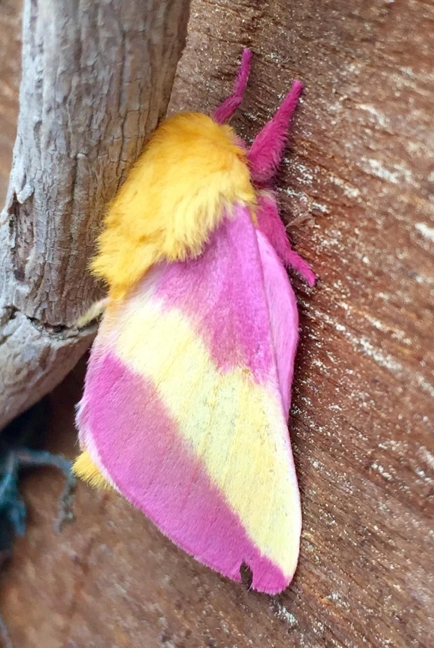 The elusive 80s Mullet Moth