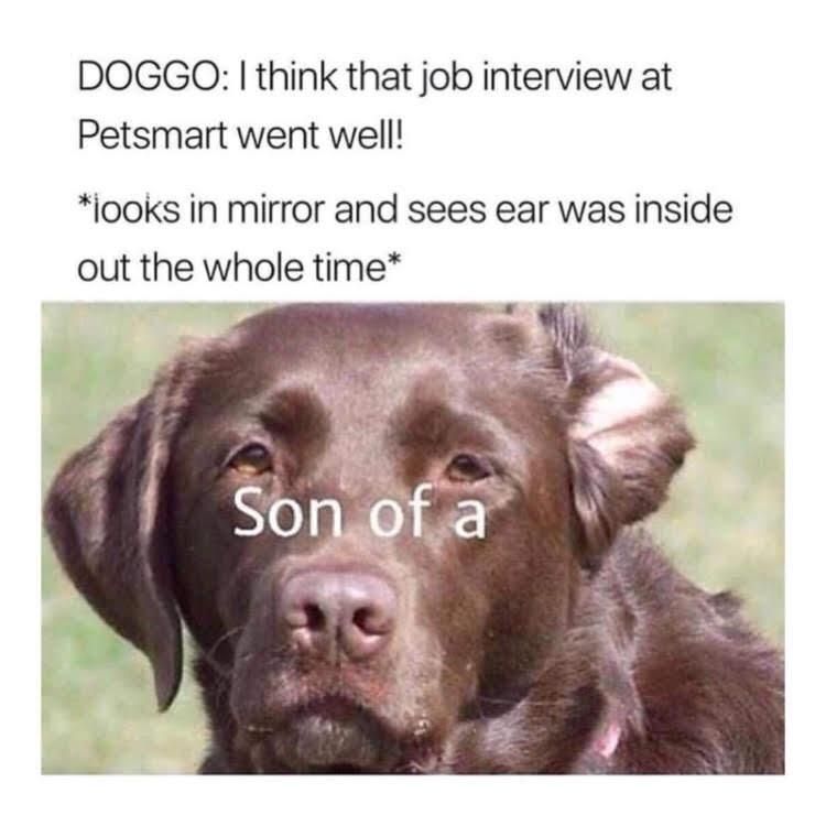 We’ve all been there Doggo...