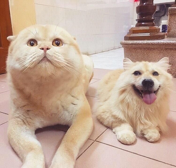Doggo and cat face swap