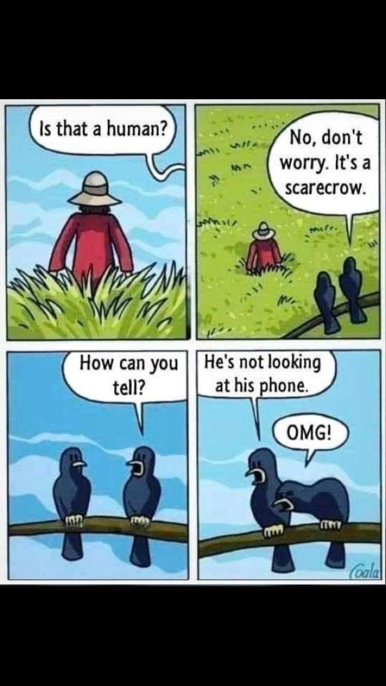 How birds view human.