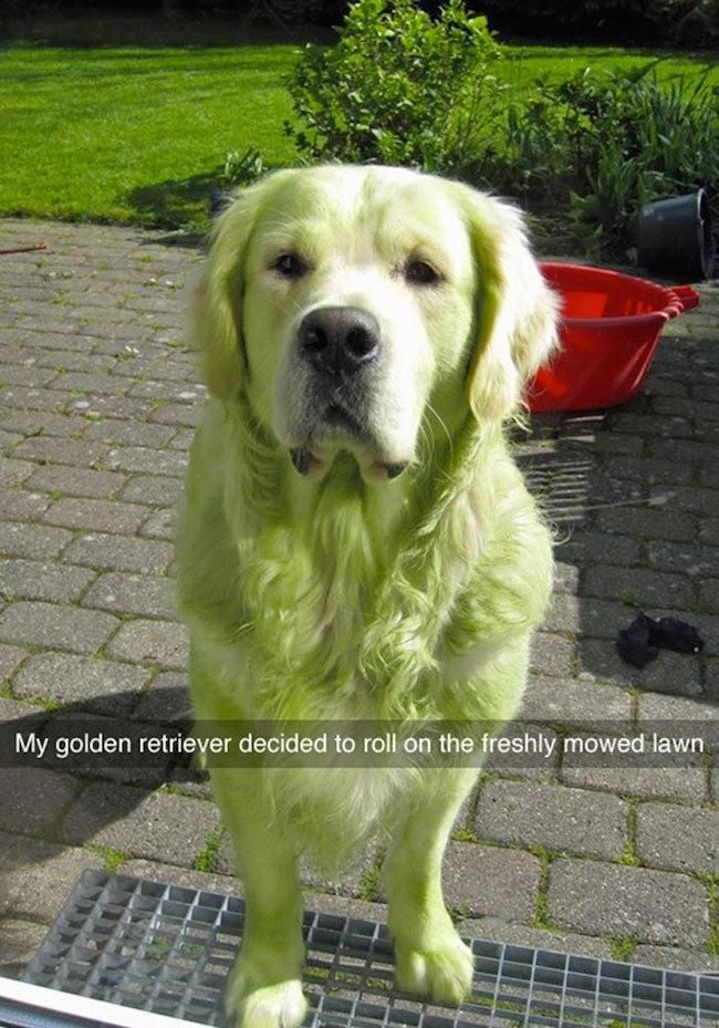Dog cosplaying as the grinch