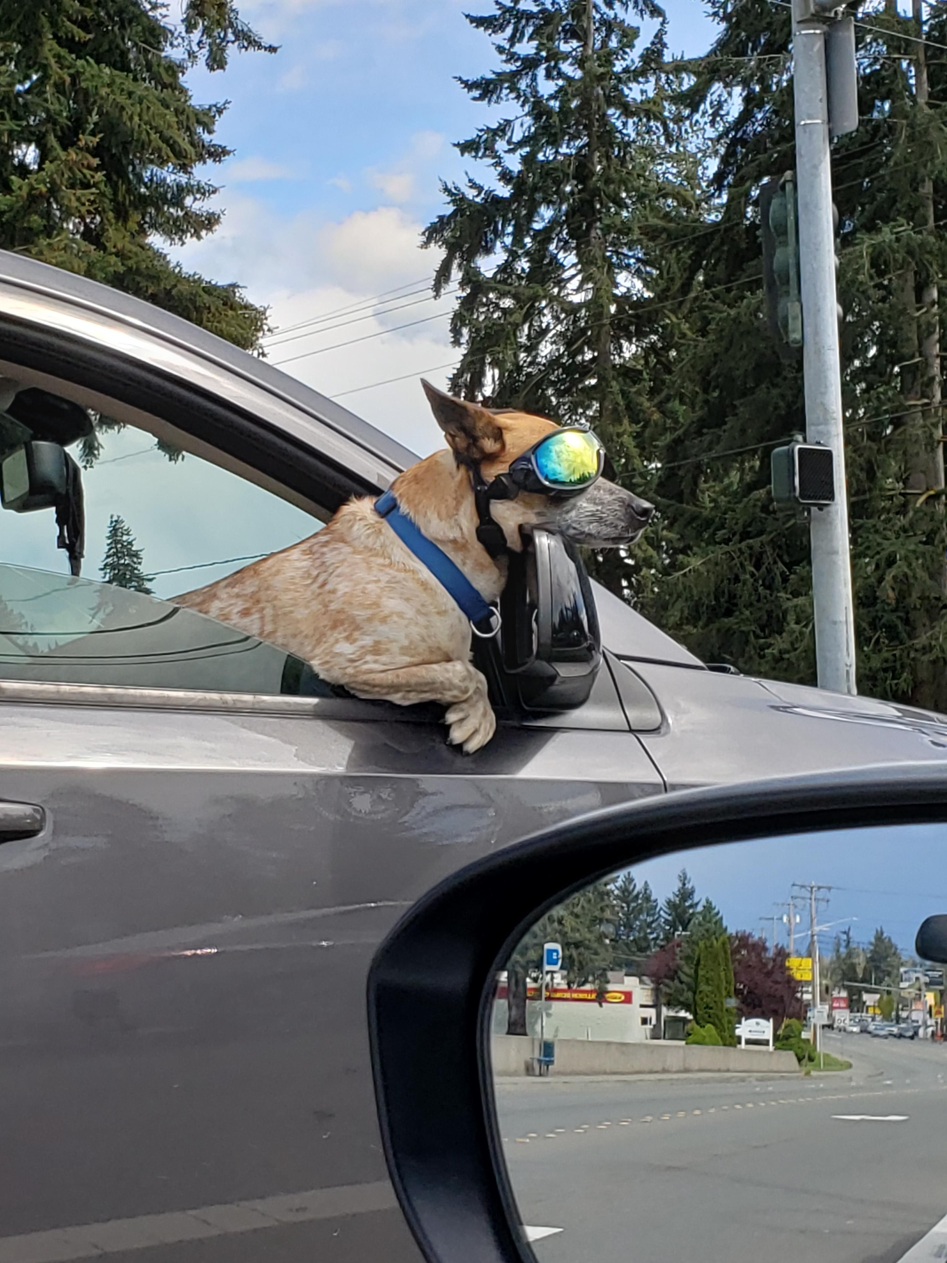 This dog is cooler than everyone.