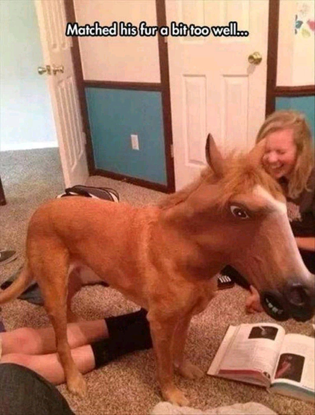 Dog in a Horse Mask