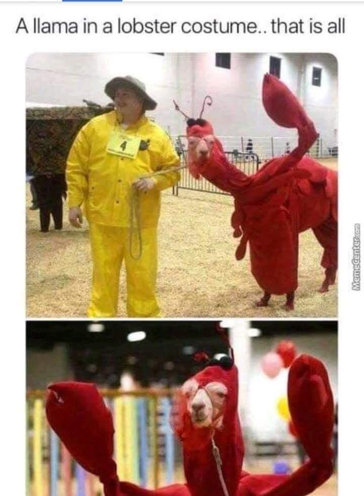 Llama in a lobster costume