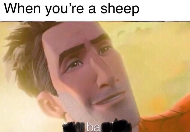 sheep
