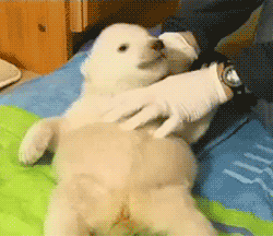 Here's a baby polar bear being tickled