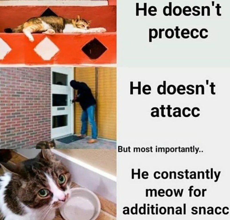 Cat memes