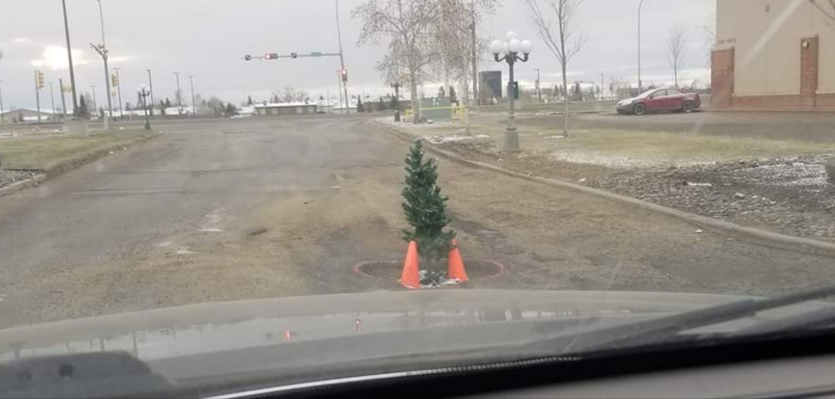 Someone in my town planted a tree in a notoriously big pot hole