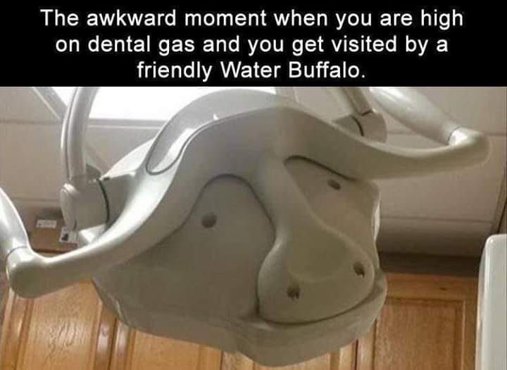 Friendly Water Buffalo