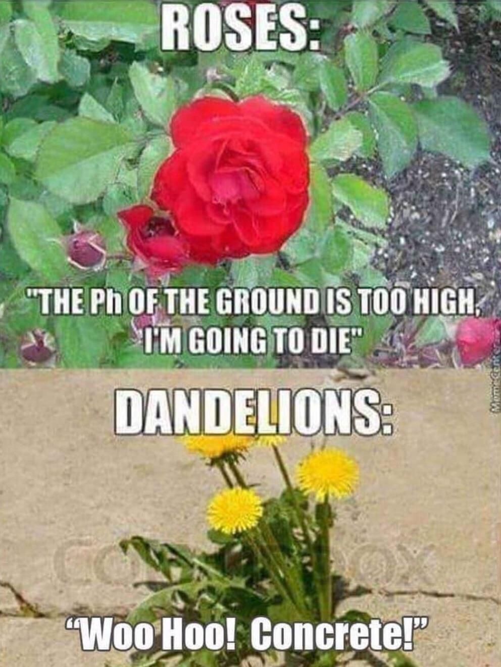 Dandelions > Roses